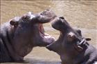 12 Hippo Fight